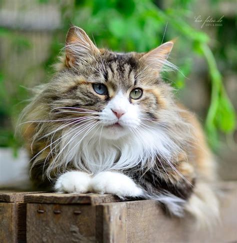15 Best Maine Coon Cat Images On Pinterest Maine Coon