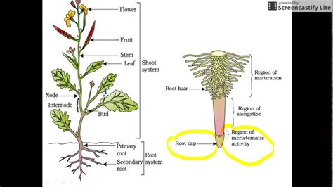 Plant Morphology For Neet And Aiims Root 1 Youtube