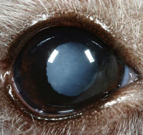 Can Cataracts In Dogs Be Treated Without Surgery