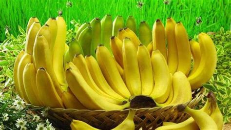 Warna kulit pisang ini kuning pucat atau kusam dengan sedikit corak kehitaman. 22 Jenis Pisang Di Indonesia Beserta Gambarnya - Pecinta Buah