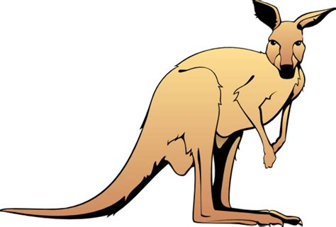 Download High Quality Kangaroo Clipart Animated Transparent Png Images