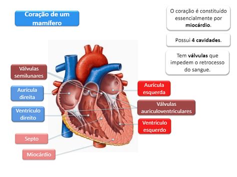 Sistema Cardiovascular Humano Science Quizizz The Best Porn Website