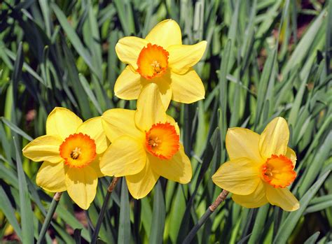 Blooming Daffodils Around The Farm The Martha Stewart Blog