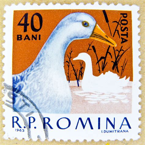 Beautiful Romanian Stamp 40 Bani Posta Romana Goose Gans ス