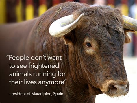 Discover and share bull quotes. A Spanish town's solution to ending bull fighting cruelty | Animals Australia