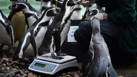 Animals Assemble For Annual Weigh In At London Zoo Mental Floss