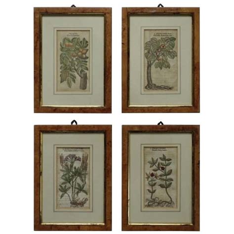 Set Of Six Framed Pressed Botanicals At 1stdibs