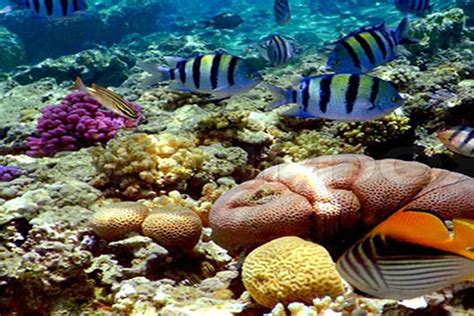 Coral Sanctuary Attractions In Sri Lanka