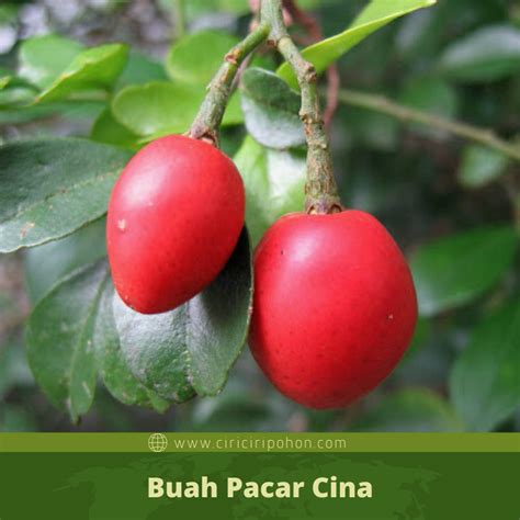 Ciri Ciri Pohon Pacar Cina Aglaia Odorata Di Alam Liar