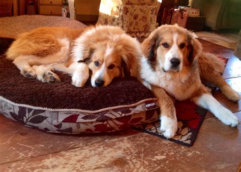 The bernese mountain dog mix can have multiple purebred or mixed breed lineage. Bernese/pyrenees mixes Ruby (3 years) and Copper(7 months ...