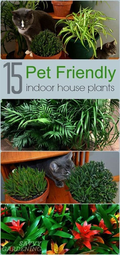 According to the aspca, however, your pet should not have a negative reaction to eating a christmas cactus. Plants and pets don't always get along but some indoor ...