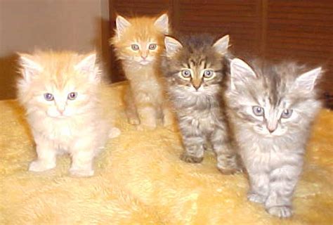 30 Orange Siberian Cat For Sale Furry Kittens
