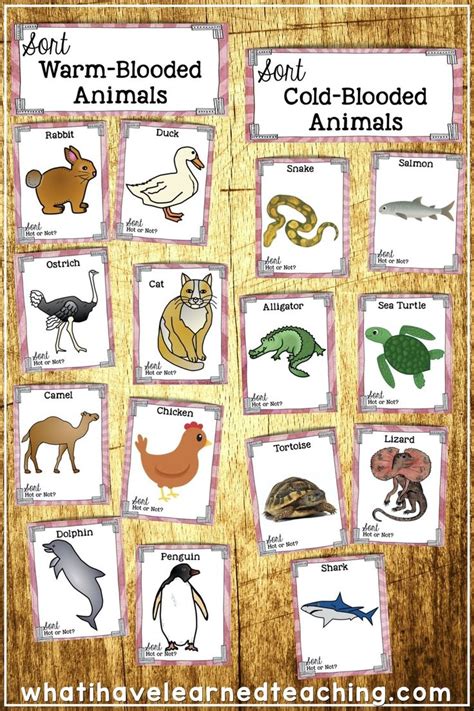 Cold Blooded Animals List Petspare