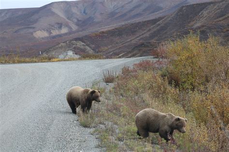 Big 5 Van Denali National Park Doets Reizen