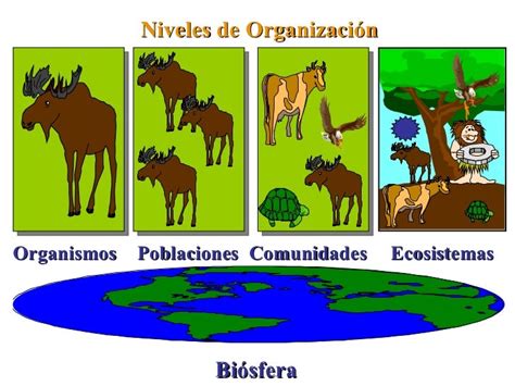 Biologia 1° Año Niveles De OrganizaciÓn De La EcologÍa