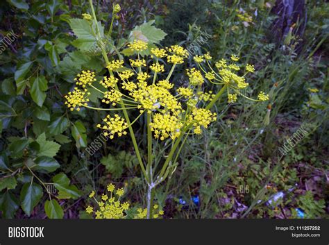 Wild Parsnip Flower Image And Photo Free Trial Bigstock