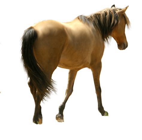 Horse Png Image Purepng Free Transparent Cc0 Png Image Library