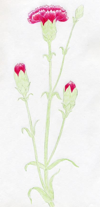 Flower drawings are the easiest to master. How To Draw Carnation