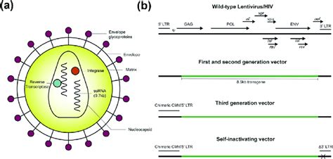 Lentivirus Structure And Vector Design A Structure Of Lentivirus