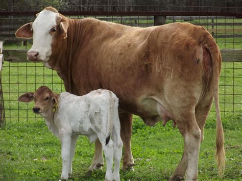 Cowcalf Pair Cattle Breeds Cow Calf Cattle