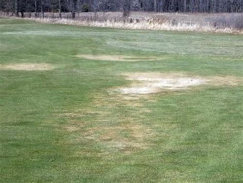 Winterkill Of Turfgrass E0019turf Msu Extension