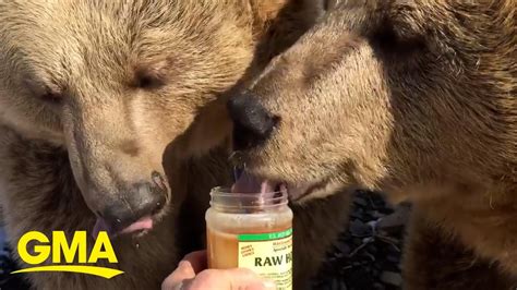 Do Bears Really Love Honey New York Sanctuary Puts Sweet Treat To The