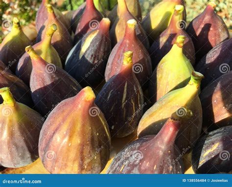Freshly Picked Organic Figs Green Turning Purple Stock Photo Image