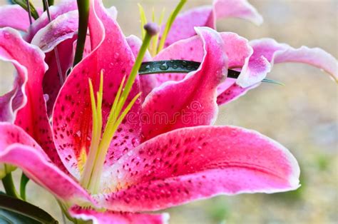 Fragrant Lilies And Water Stock Photo Image Of Pollen 29022744