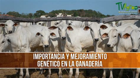 Importancia Y Mejoramiento Genético En La Ganadería Tvagro Por Juan