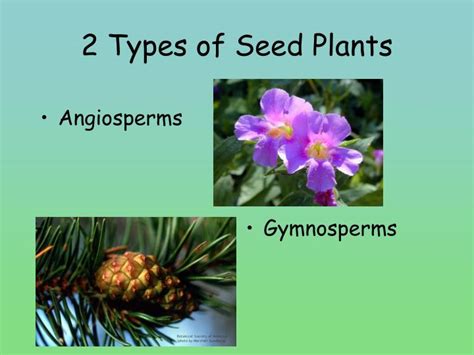 Ppt 2 Types Of Seed Plants Powerpoint Presentation Free