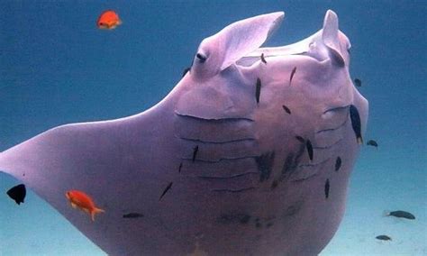 Pink Manta Ray Spotted Off The Coast Of Lady Elliot Island In