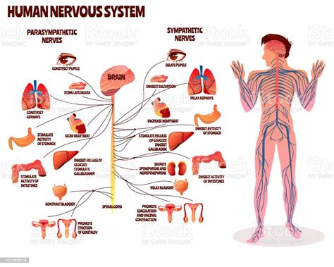 Human Nervous System Vector Illustration Stock Illustration Download