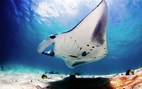 1080p Manta Rays Wallpapers Hdq
