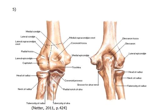 Elbow Anatomy Msk Learning Porfolio