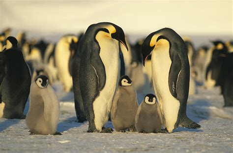 10 Cool Things About Penguins Animaltalk