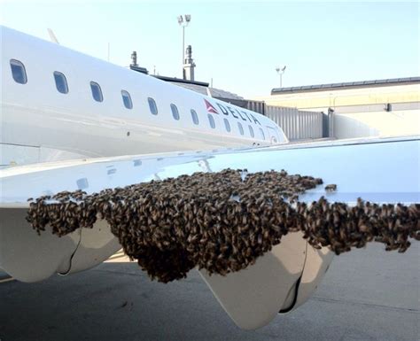 Bee Swarm On An Airplane Bee Delta Flight Delta Airlines