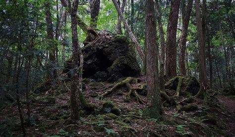 Welcome To Aokigahara The Scary Haunted Forest In Japan