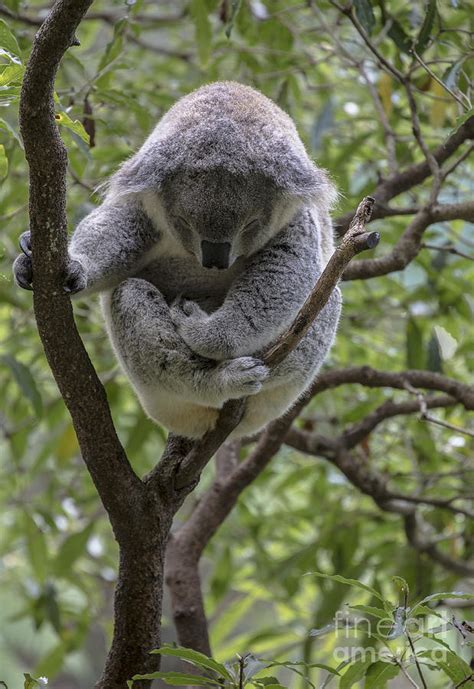 Sleepy Koala Photograph By Sheila Smart Fine Art Photography