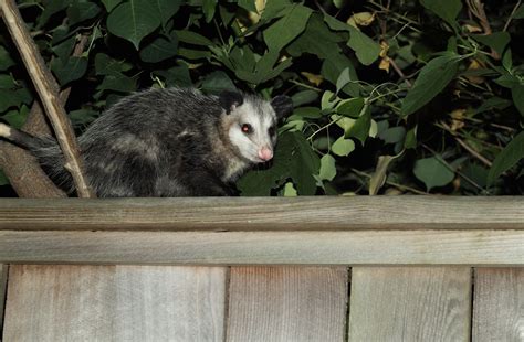 Possum Removal In Hamilton Toronto And Niagara Region