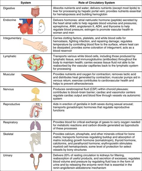 Circulates blood around the body via the heart, arteries and veins. Organ System Overview Worksheet Circulatory System Overview - Anatomy Body Charts | Circulatory ...