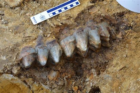 gray fossil site mastodont uncovered news