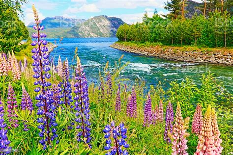 Idyllic Lupins Pea Flower Flowerbed River Stream Mountain Landscape Stock Photo And More Pictures