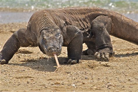 komodo togel