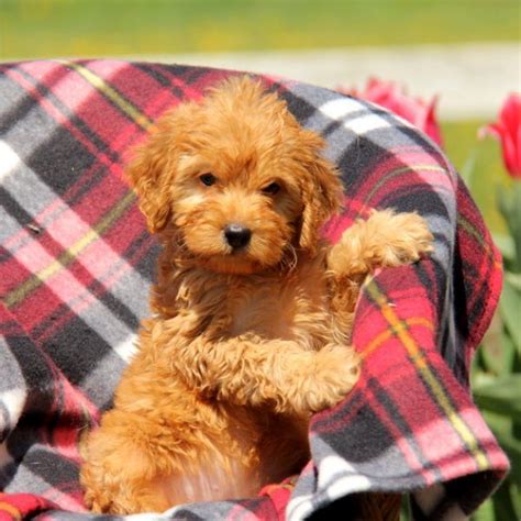 8 cockapoos poppies for sale 4 boys 4 girls mother and father both kc registered beautiful puppys is looking for a new home read more >> more >>. Macey - Cockapoo Puppy For Sale in Pennsylvania | Cockapoo ...