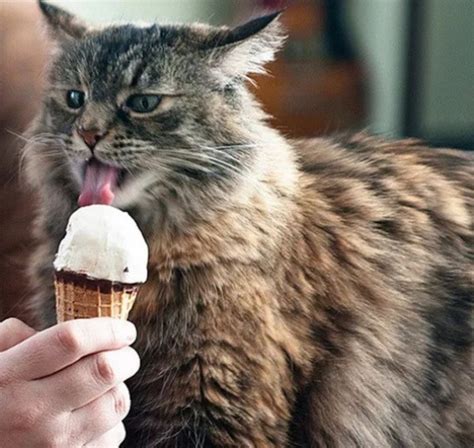 Ten Super Cool Cats Loving Ice Cream One Lick At A Time
