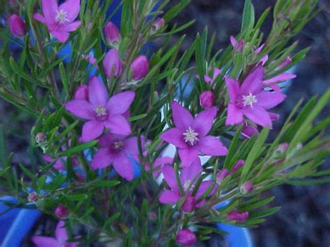 Crowea Exalata Fine Leaf Compact Australian Native Plant