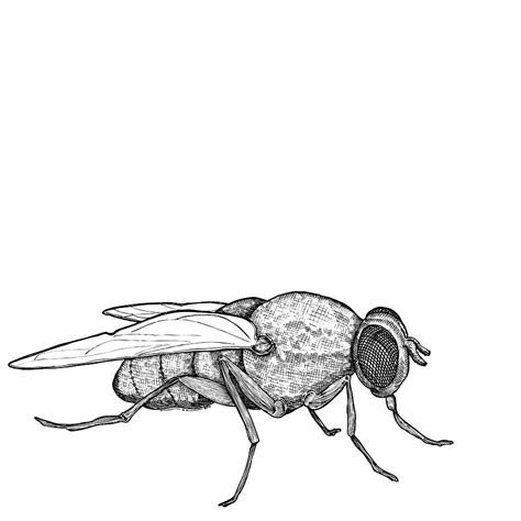 Fly Drawing By Karl Addison