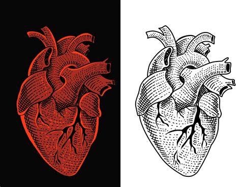 Illustration Vector Human Heart With Engraving Style 4246773 Vector Art