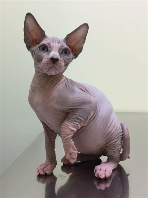 Reputable Sphynx Cat Breeders How To Find Them Catsinfo