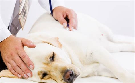 Pyometra Desexing Cats And Dogs Can Prevent Uterus Infection Bay